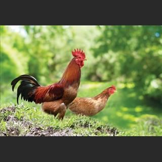 Hãng gà vùng Rowvilla gần Springvale cần tuyển nhiều nhân viên